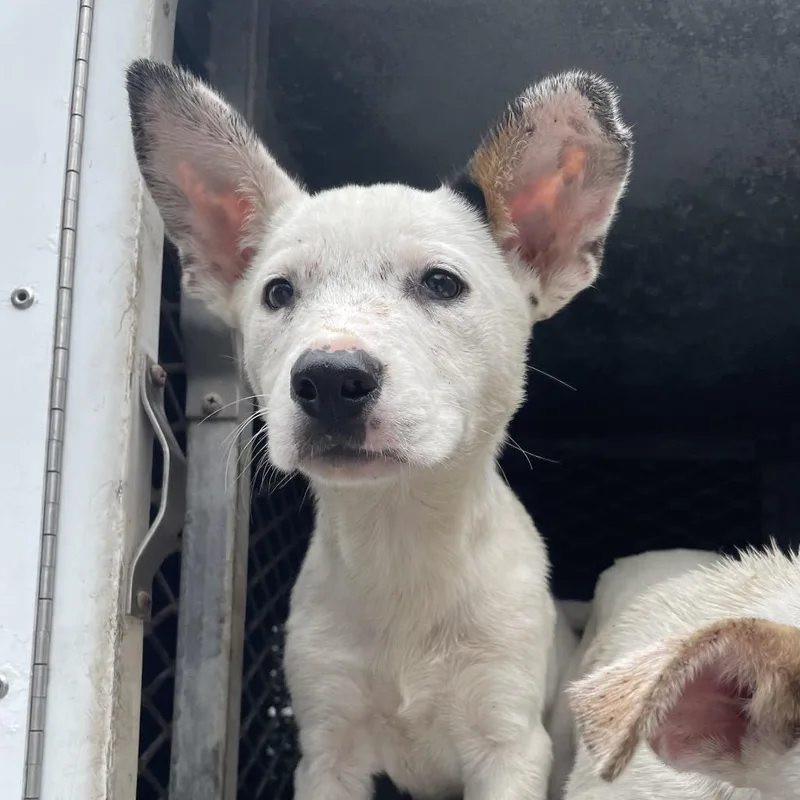 A baby small-sized female White / Cream Shepherd dog named Marilyn for adoption in Edinburg, TX