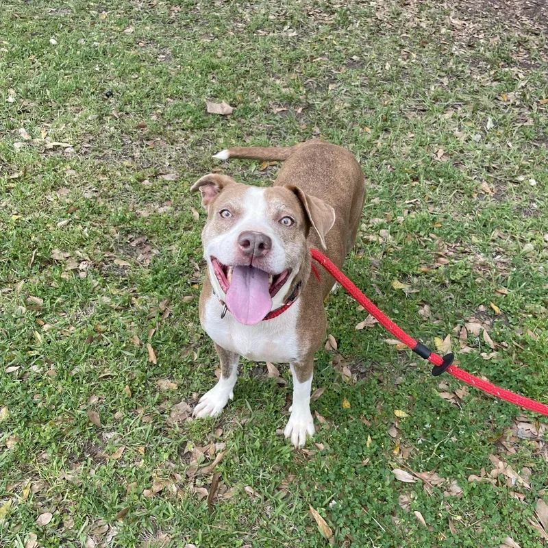 An adult medium-sized female Yellow / Tan / Blond / Fawn American Staffordshire Terrier dog named Daisy for adoption in Spring, TX