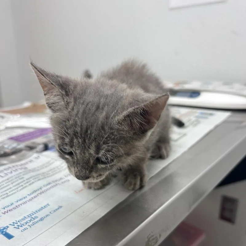 A baby small-sized female Gray / Blue / Silver Domestic Short Hair cat named Tini for adoption in Jacksonville, FL