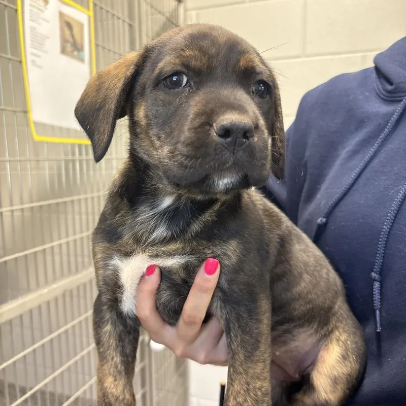 Professor Beef Wellington