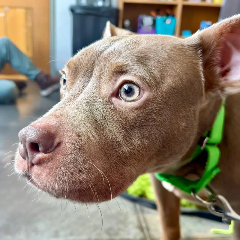A young medium-sized male Yellow / Tan / Blond / Fawn Mixed Breed dog named Acorn for adoption in Pittsburgh, PA