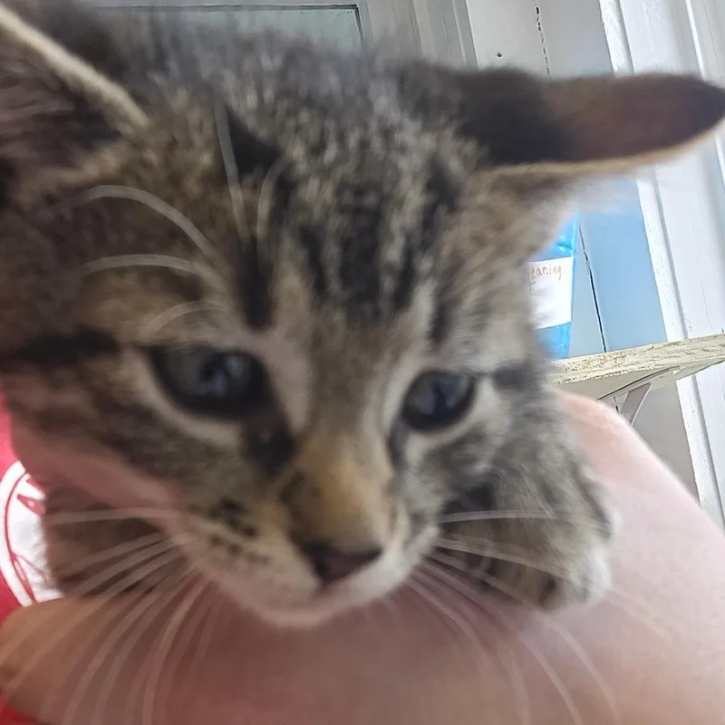 A baby small-sized female Brown / Chocolate Domestic Short Hair cat named Winchester for adoption in East Smithfield , PA