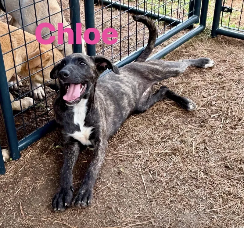 A baby medium-sized female Black Mouth Cur dog named Chloe for adoption in Pembroke, MA