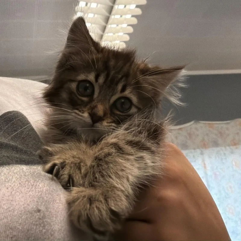 A baby small-sized male Brown / Chocolate Domestic Long Hair cat named Frick for adoption in Oak Hill, WV