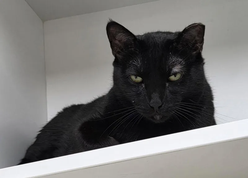 A young medium-sized female Black Domestic Short Hair cat named Lily Potter for adoption in Satellite Beach, FL