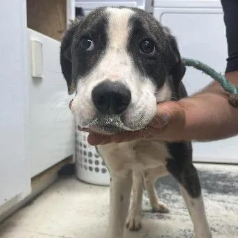 A young medium-sized female White / Cream Mixed Breed dog named Sansa for adoption in Buffalo, MN