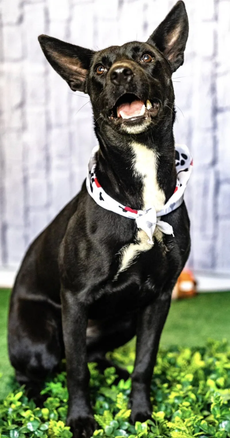 Rocky Kelpie