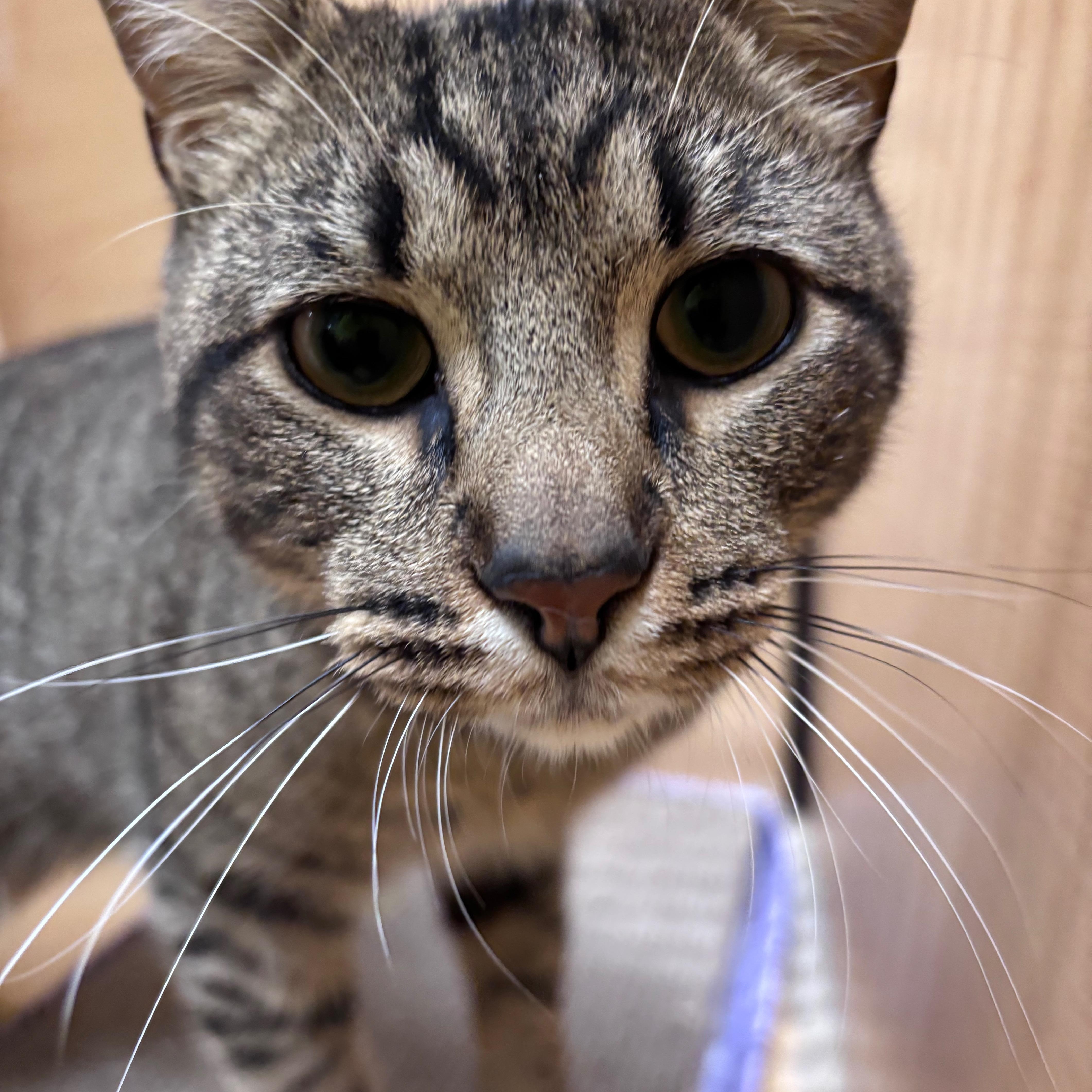 A young medium-sized male Tabby (Gray / Blue / Silver) Domestic Short Hair cat named Hart for adoption in Norwalk, CT