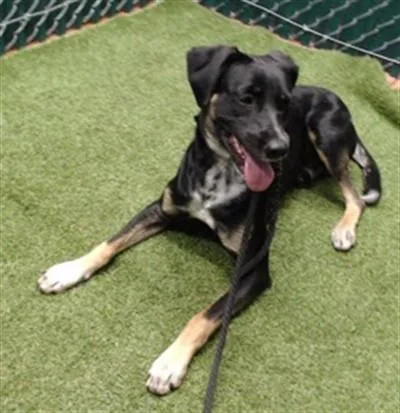 A young medium-sized male German Shepherd Dog dog named Oslo for adoption in Downey, CA