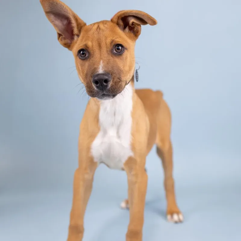 A baby medium-sized male Gray / Blue / Silver Mixed Breed dog named Berry for adoption in Portland, OR