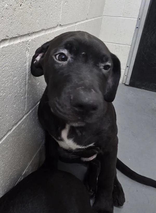 A baby medium-sized male Pit Bull Terrier dog named Kota for adoption in Vancouver, WA