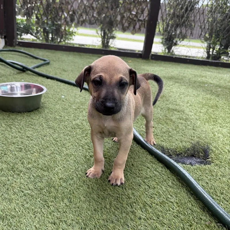 A baby small-sized male White / Cream Mixed Breed dog named Beast for adoption in LOXAHATCHEE, FL