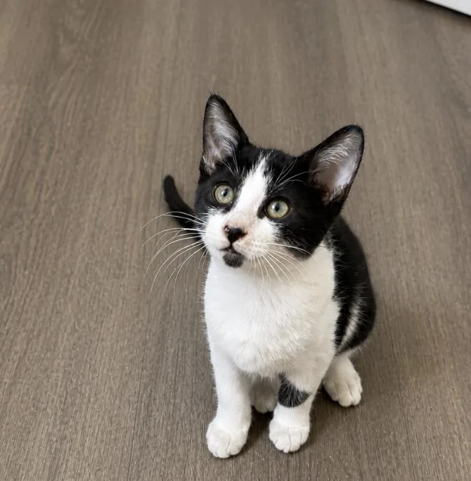 A baby small-sized female Domestic Short Hair cat named Blossom for adoption in Rio Linda, CA