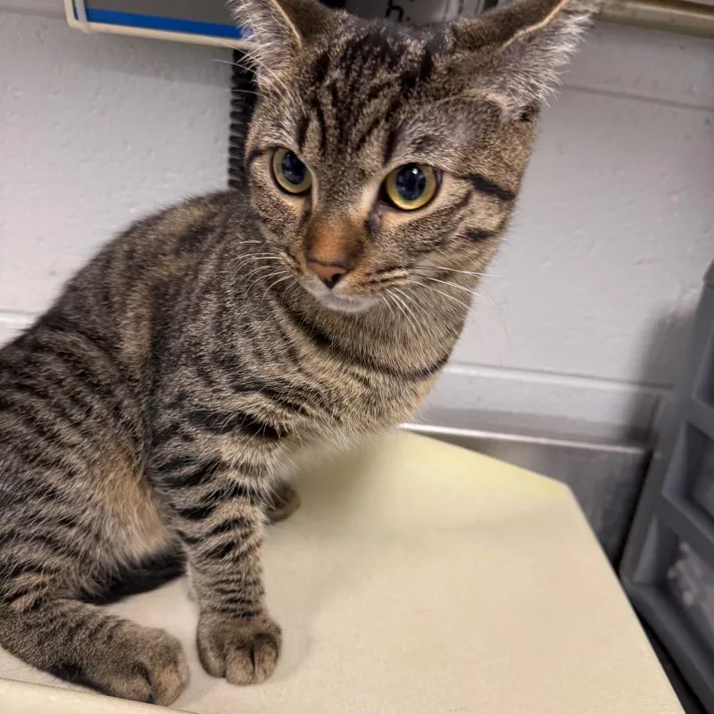 A baby medium-sized female Domestic Short Hair cat named Ruby for adoption in Greenville, SC
