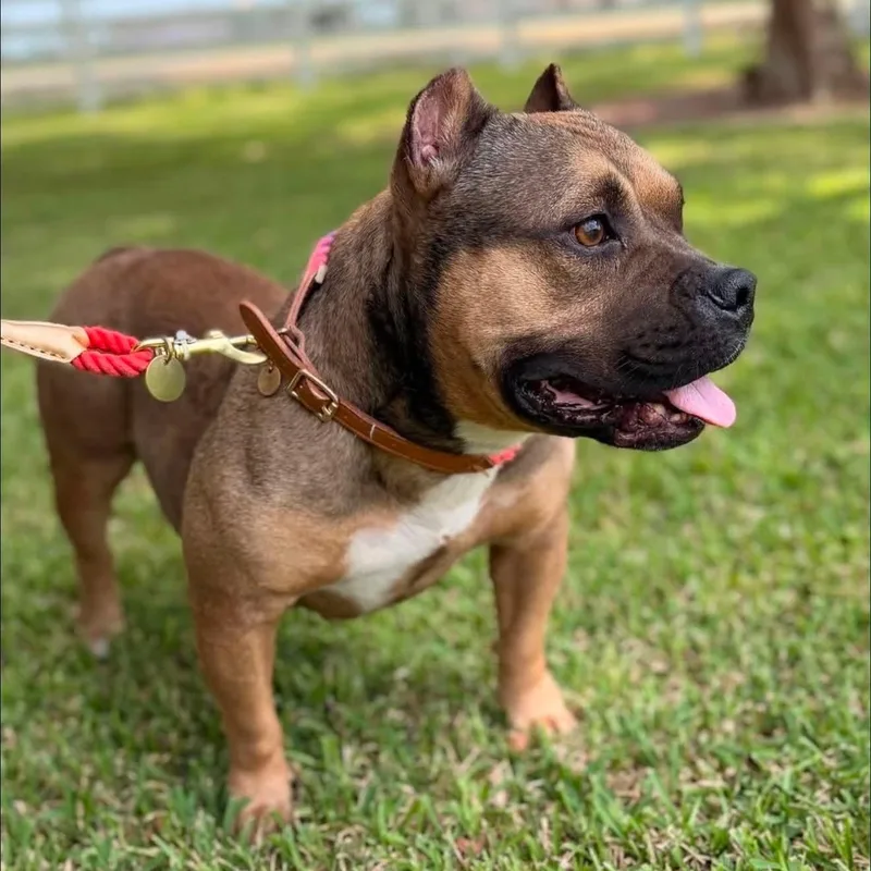 A senior medium-sized female Sable American Bully dog named Jade for adoption in New Orleans, LA