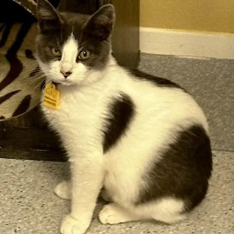 A baby medium-sized male Black & White / Tuxedo Tuxedo cat named Felix Fun and for adoption in Hoquiam, WA