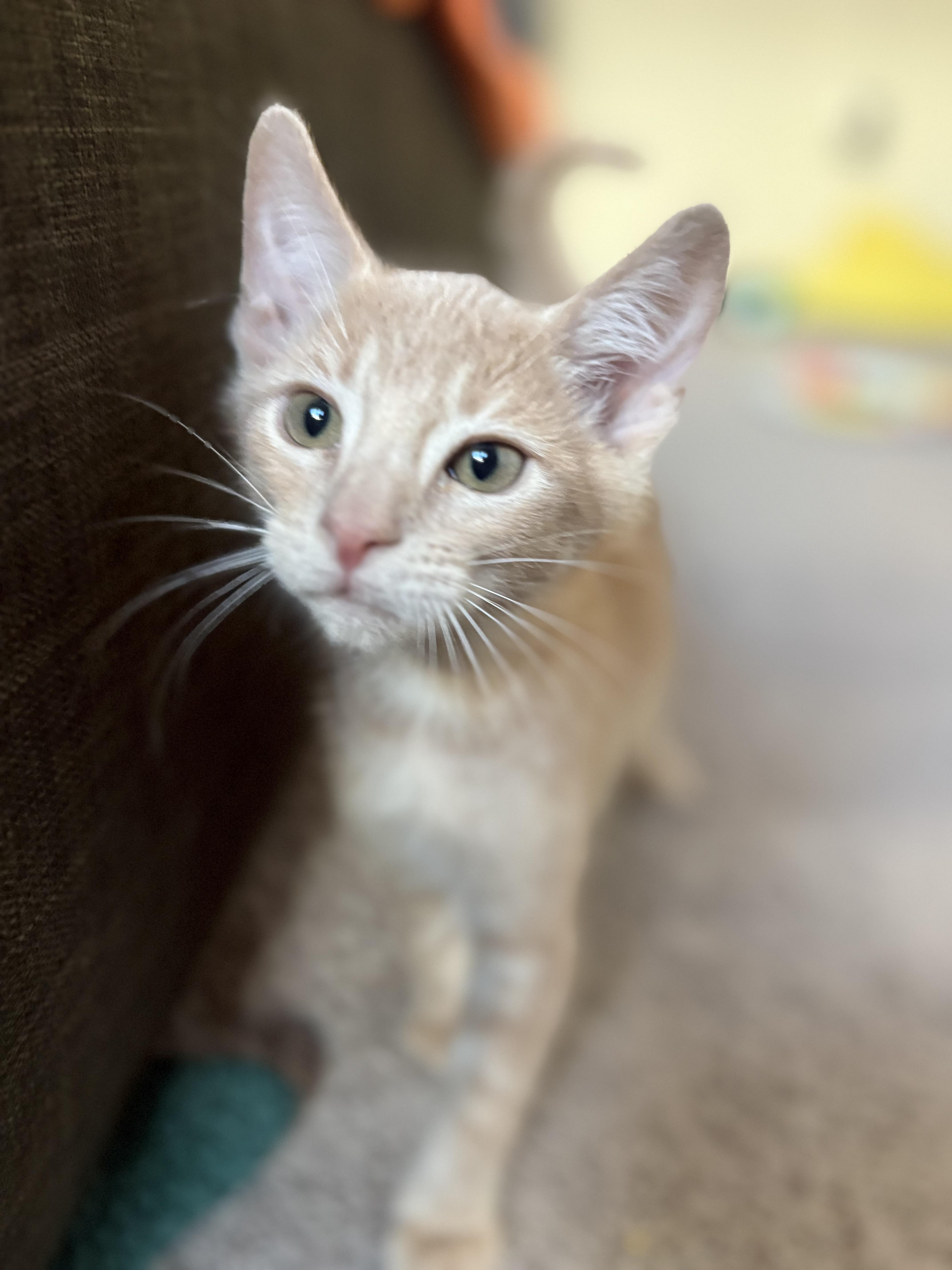 A baby small-sized male Buff / Tan / Fawn Domestic Short Hair cat named Mojo Dojo for adoption in Tracy, CA