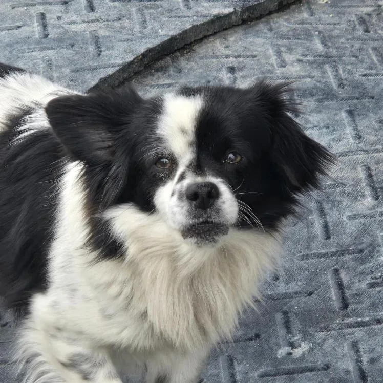 An adult small-sized male Black Chihuahua dog named Sherman for adoption in Briarcliff Manor, NY
