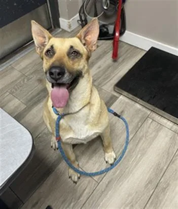 An adult large-sized female German Shepherd Dog dog named Sweet Pea for adoption in Redlands, CA
