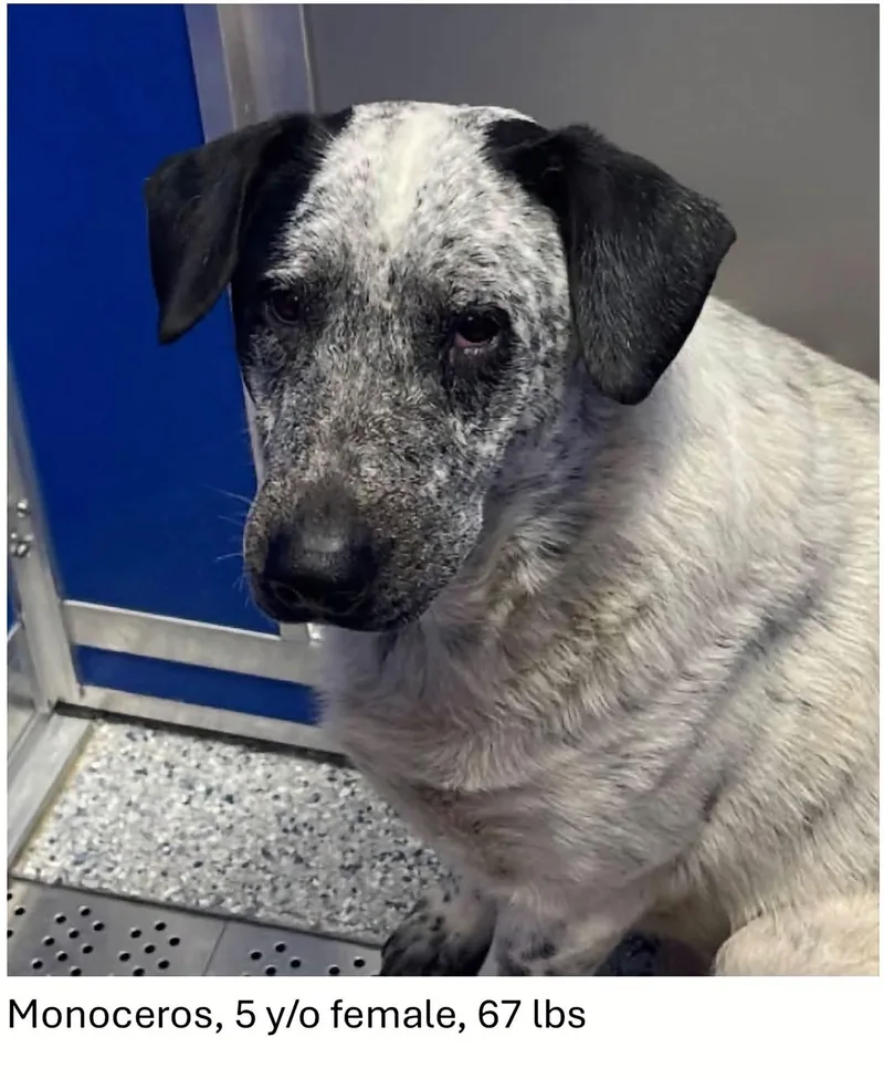 An adult large-sized female Cattle Dog named Monoceros for adoption in Oswego, IL