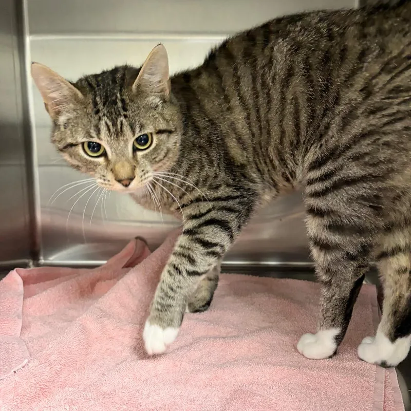 An adult medium-sized male Brown / Chocolate Domestic Short Hair cat named Kash for adoption in Spokane, WA
