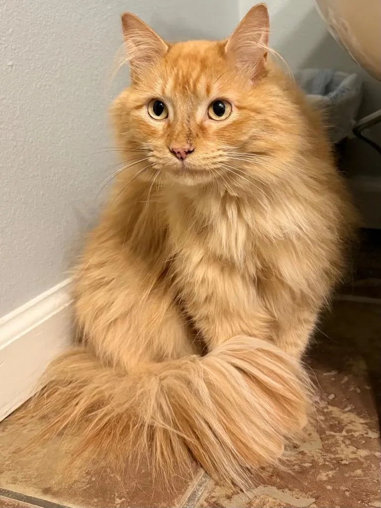 A young medium-sized male Domestic Long Hair cat named Tangi for adoption in Hot Springs, AR