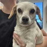 A young small-sized female Terrier dog named Buffy for adoption in Tampa, FL