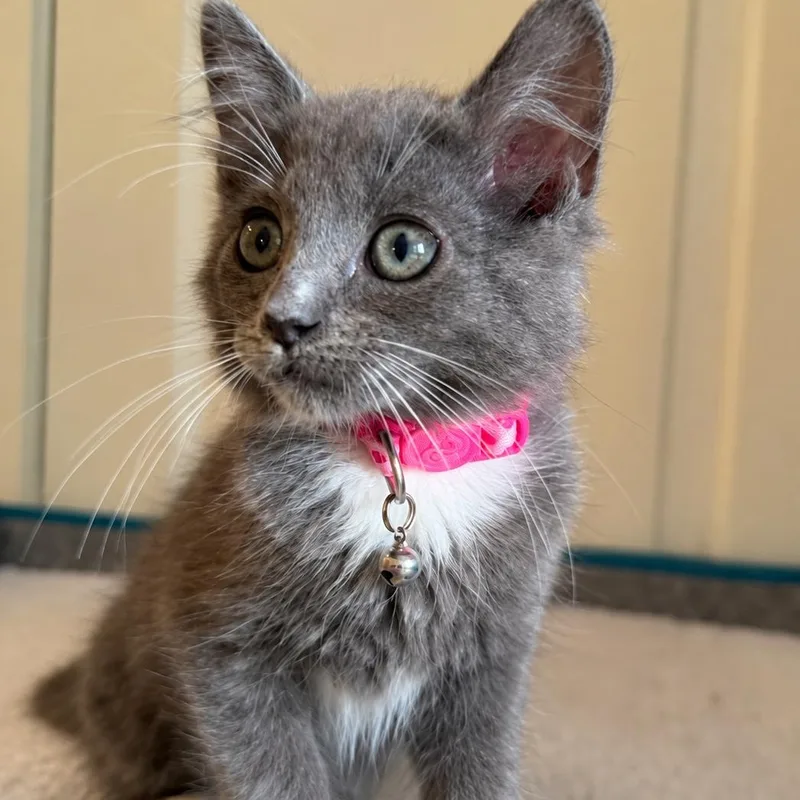 A baby medium-sized female Gray & White Domestic Medium Hair cat named Cinder for adoption in Denver, NC