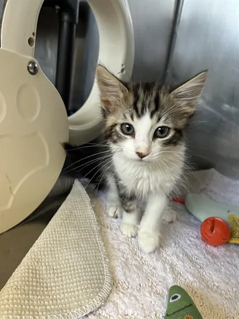 A baby small-sized female Tabby (Brown / Chocolate) Domestic Medium Hair cat named Sandy A for adoption in San Andreas, CA