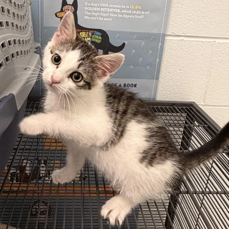 A baby small-sized male Brown / Chocolate Domestic Short Hair cat named MushMush for adoption in Marshall, VA