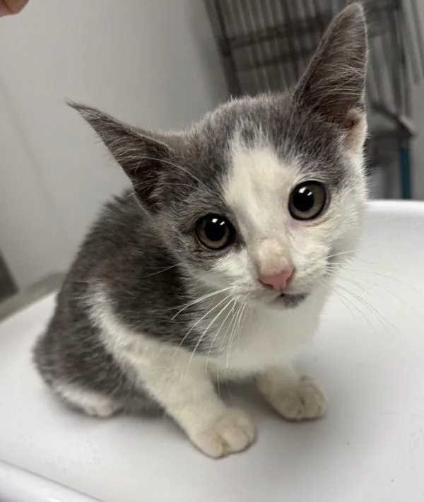 A baby small-sized male Domestic Short Hair cat named Fb D for adoption in Lawrenceville, GA