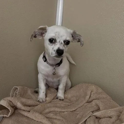 A baby small-sized female White / Cream Chihuahua dog named Salsitas for adoption in Tempe, AZ