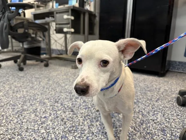 A young small-sized male Terrier dog named Tito for adoption in Thousand Palms, CA