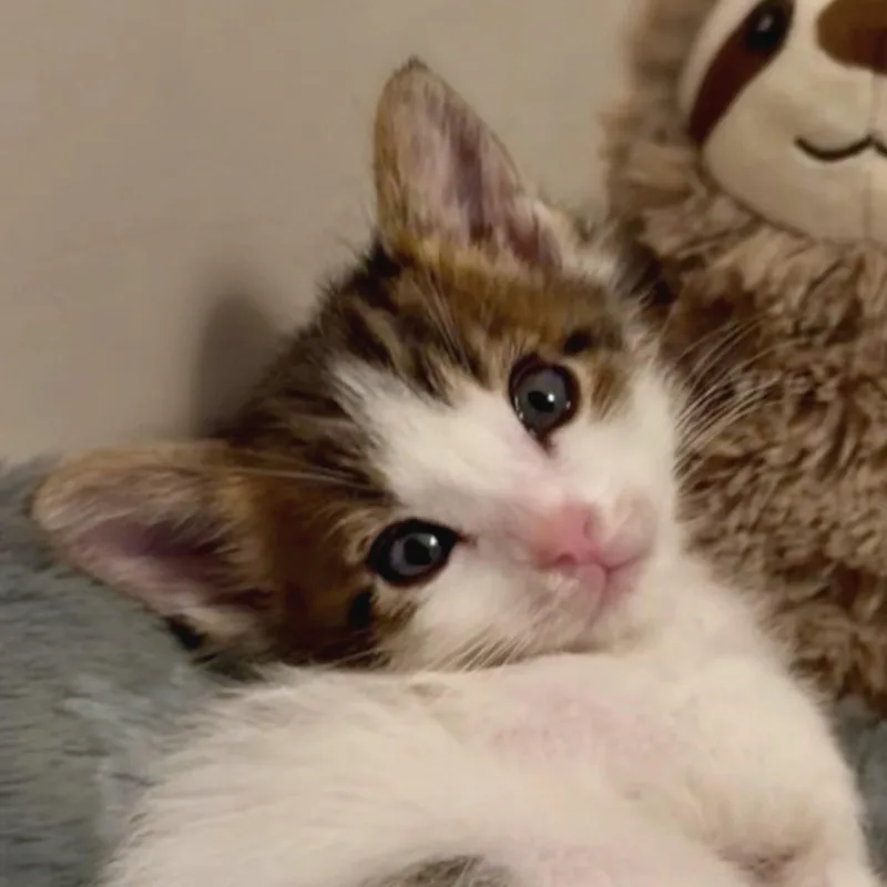 Mr. Ziggy [and Figaro] thumbnail 3