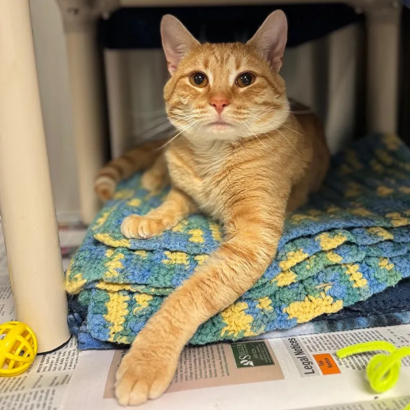 An adult medium-sized male Orange / Red Domestic Short Hair cat named Philip for adoption in Hendersonville, NC