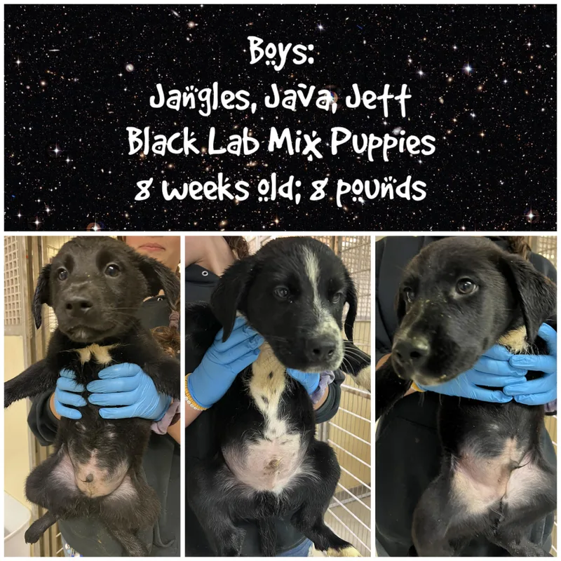 A baby medium-sized female Black Labrador Retriever dog named Joy Jemma for adoption in Sparta, NC