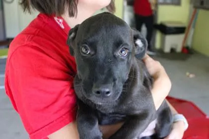 A young large-sized male Labrador Retriever dog named Saul for adoption in Kansas City, MO