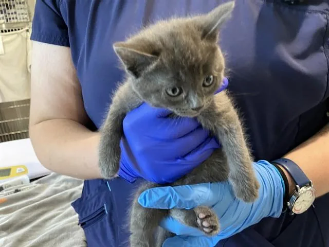 A baby small-sized female Domestic Short Hair cat named January for adoption in Long Beach, CA