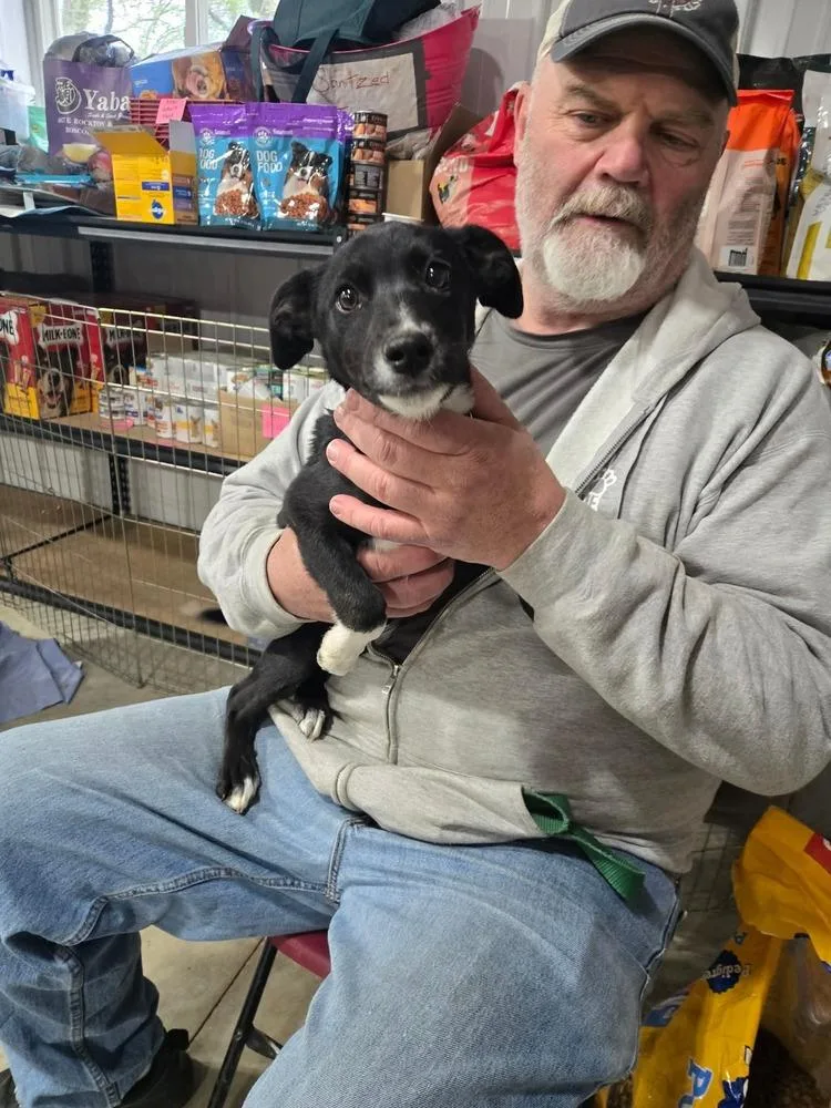 A baby large-sized female Tricolor (Brown, Black, & White) Border Collie dog named Peeps for adoption in Waunakee, WI