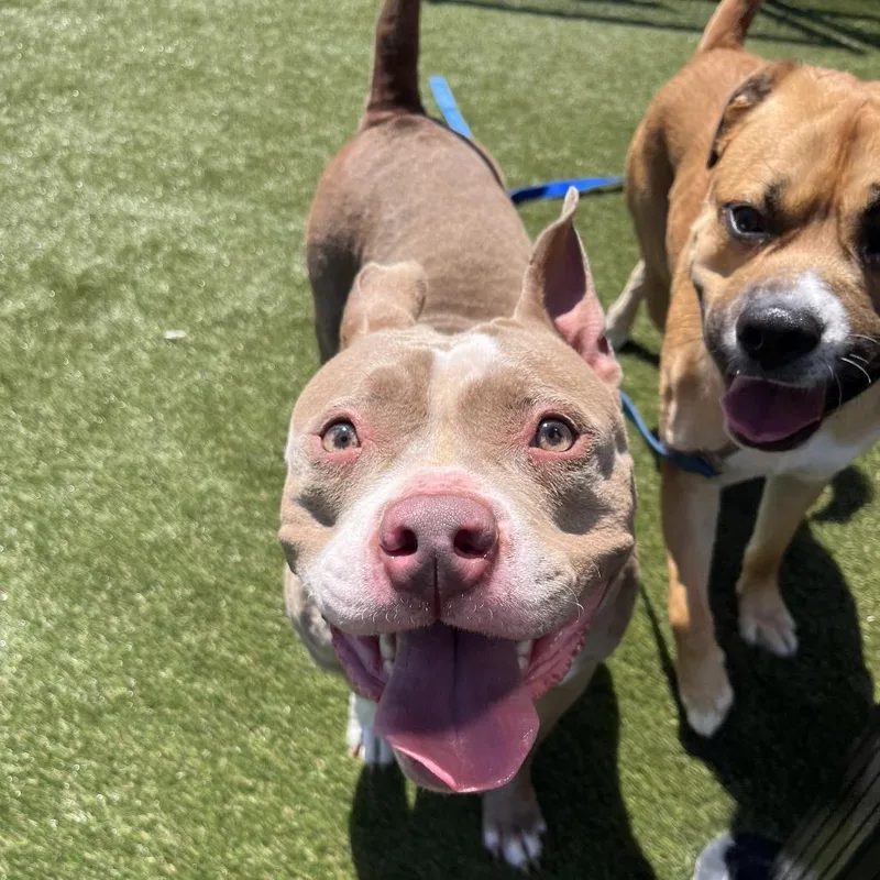 An adult medium-sized female Brown / Chocolate Mixed Breed dog named Mama Cakes for adoption in Philadelphia, PA