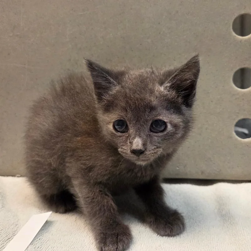A baby small-sized female Gray / Blue / Silver Domestic Short Hair cat named Suki for adoption in Pasadena, CA