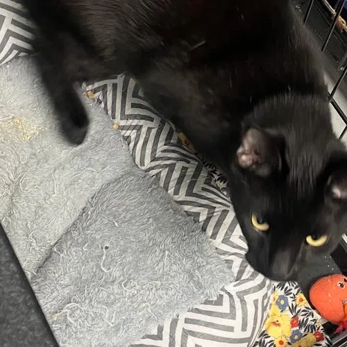 An adult small-sized female Black Domestic Short Hair cat named Tater Bug for adoption in Georgetown, KY