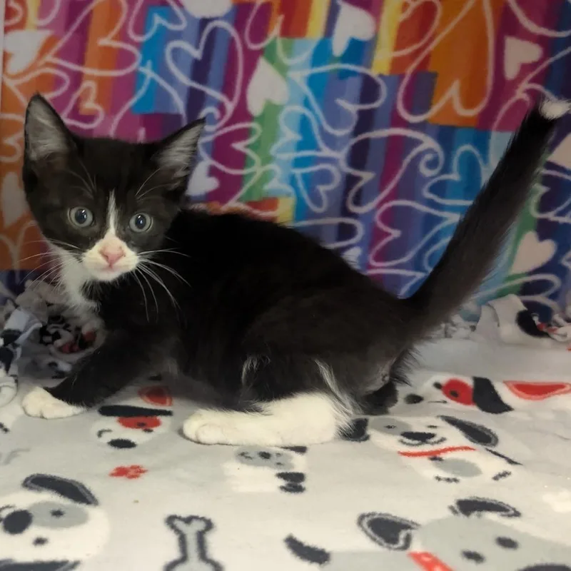 A baby small-sized male Black Domestic Short Hair cat named Aro for adoption in Naples, FL