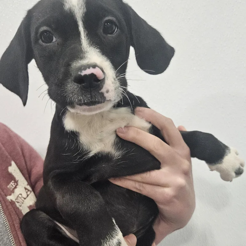A baby large-sized female Labrador Retriever dog named Davin for adoption in Kalamazoo, MI