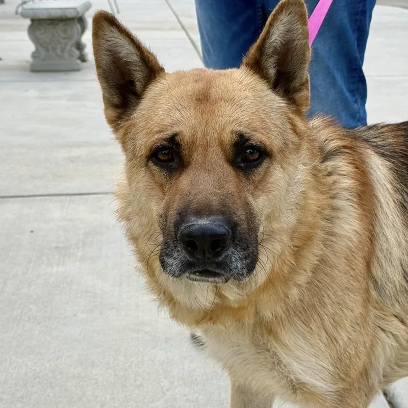 An adult large-sized male Sable German Shepherd Dog dog named Ceasar for adoption in Fresno, CA