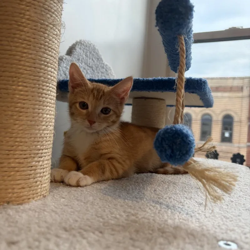 A baby medium-sized male Orange / Red Domestic Short Hair cat named Tony for adoption in Monroe, NC