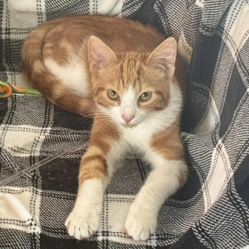Kona