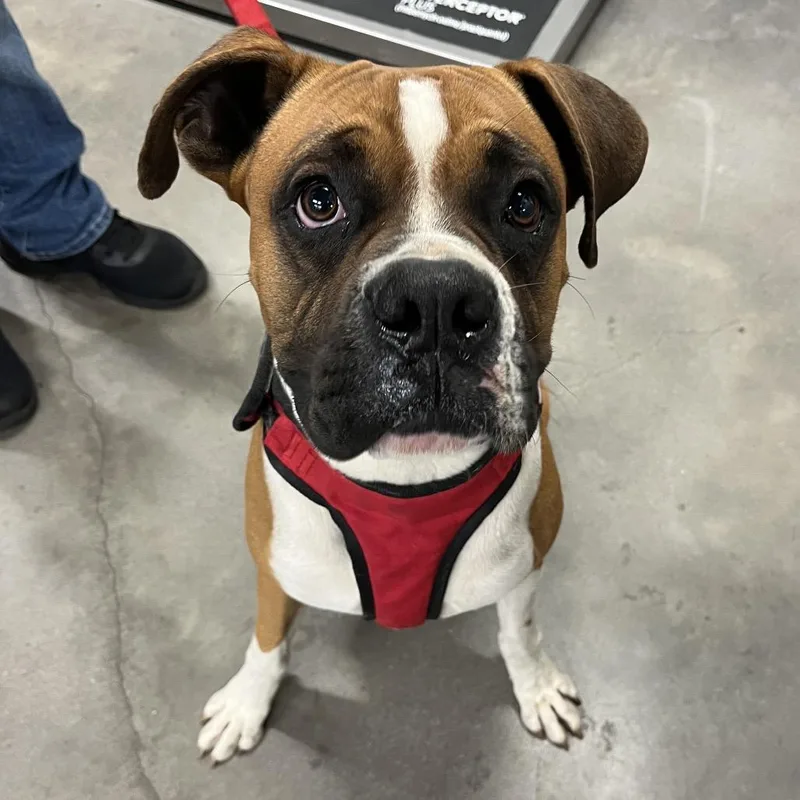 An adult large-sized male Yellow / Tan / Blond / Fawn Boxer dog named Asher for adoption in Tampa, FL