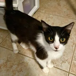 An adult medium-sized female Black Domestic Short Hair cat named Sasha for adoption in Boston, MA