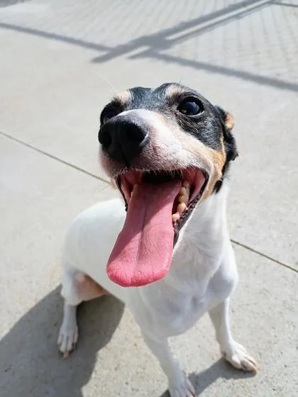 An adult small-sized male Rat Terrier dog named Bob Bob for adoption in Beatrice, NE